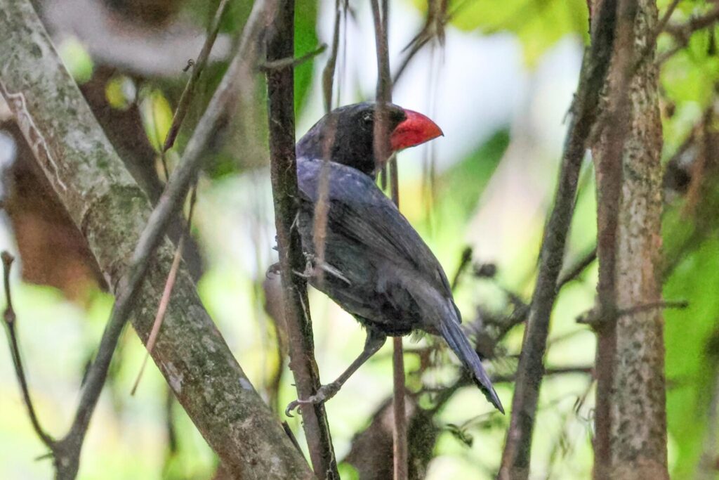 Slate-coloured Grosbeak