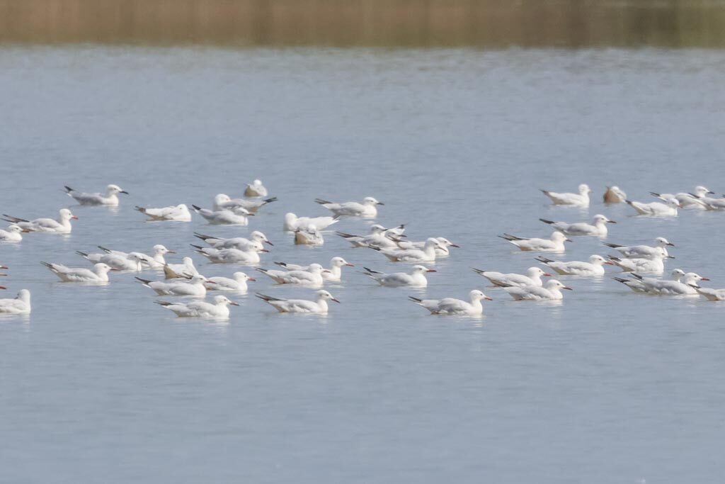 Slender-billed Gulls