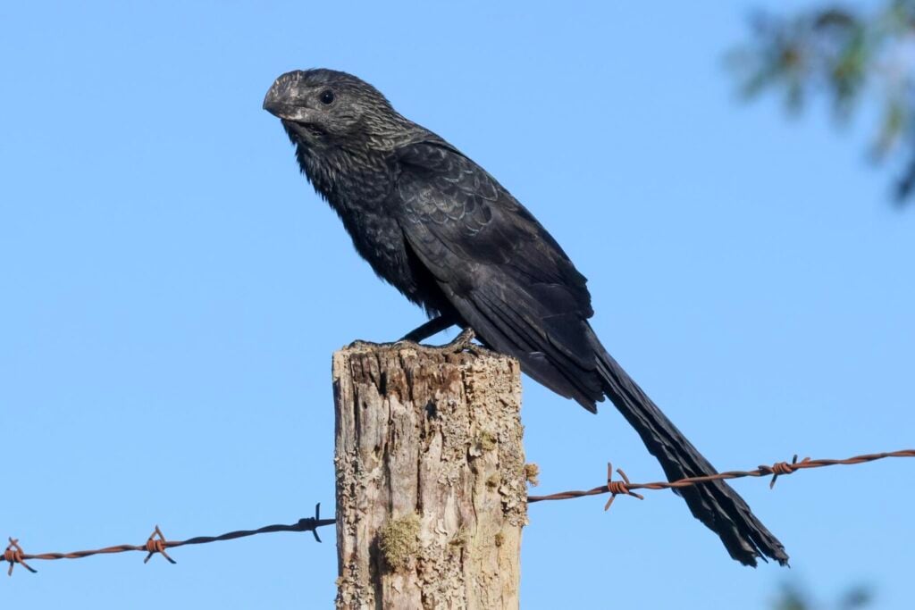 Smooth-billed Ani
