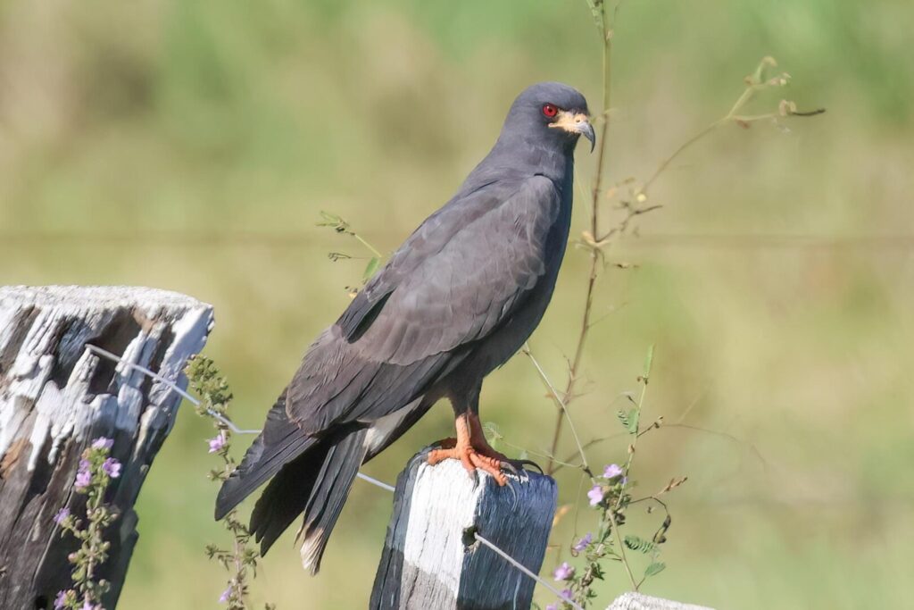 Snail Kite