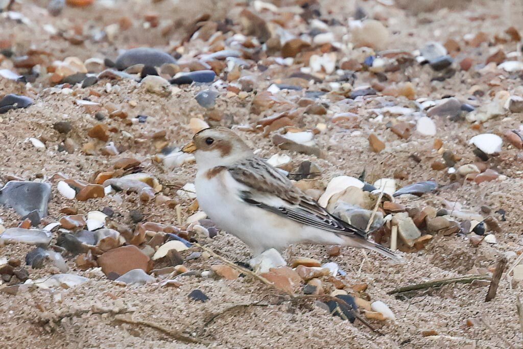 Snow Bunting