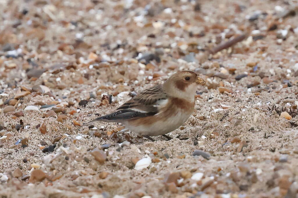 Snow Bunting