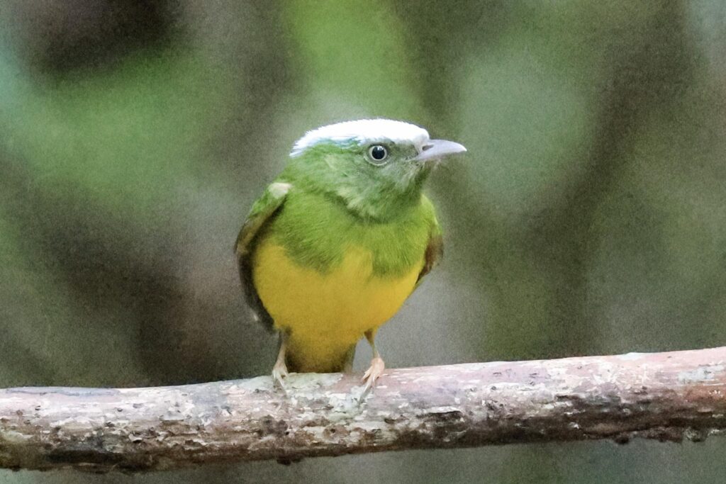 Snow-capped Manakin
