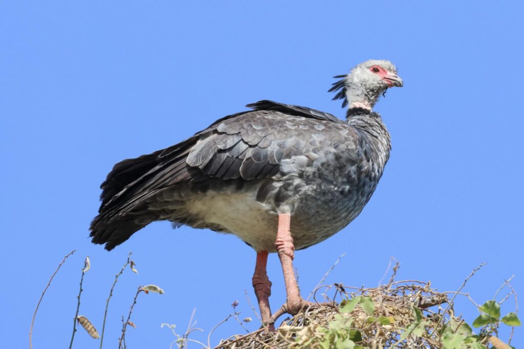 Southern Screamer