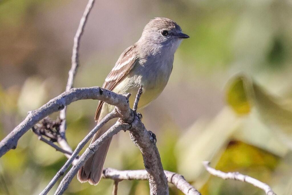 Southern Scrub Flycatcher