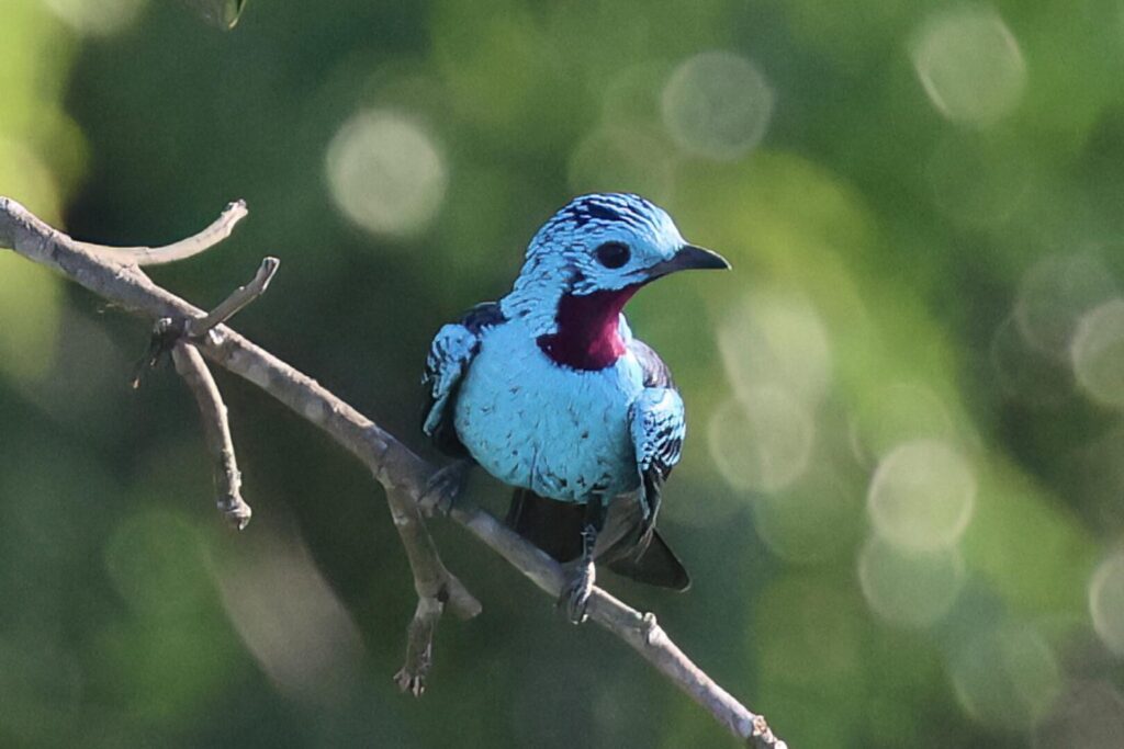 Spangled Cotinga