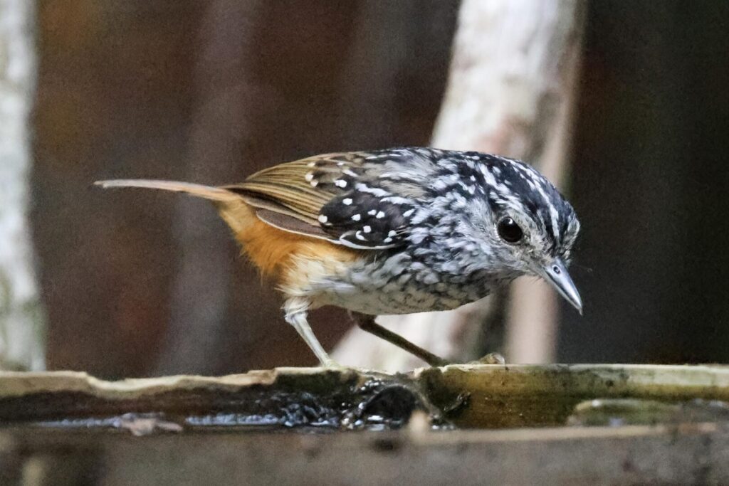 Spix’s Warbling Antbird
