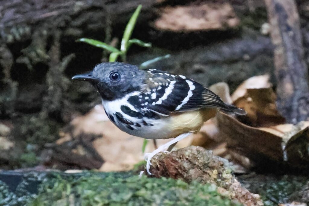 Spot-backed Antbird