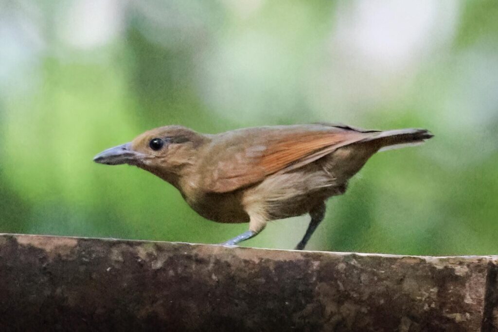 Spot-winged Antshrike