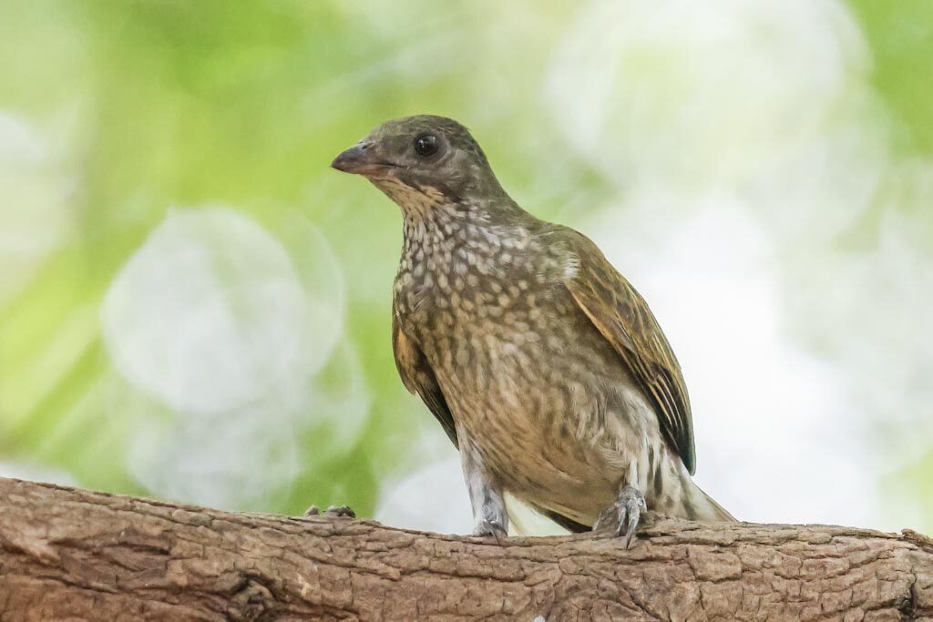 Spotted Honeyguide
