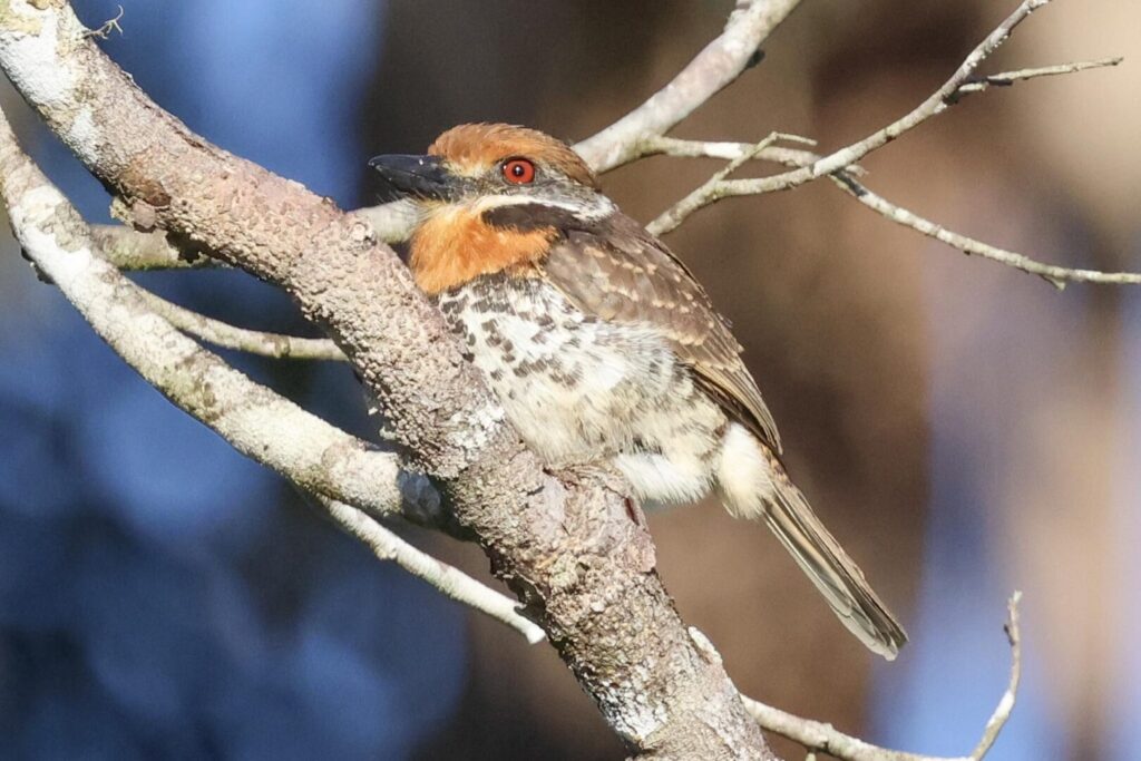 Spotted Puffbird