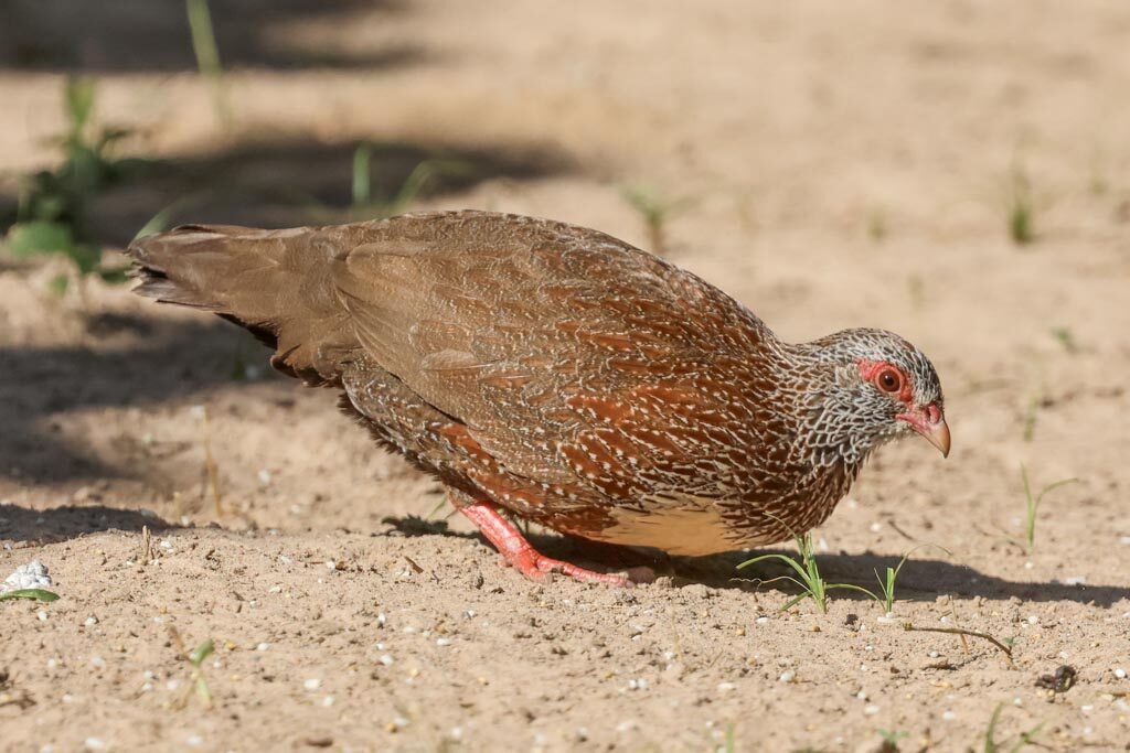 Stone Partridge