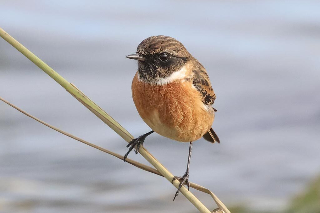 Stonechat
