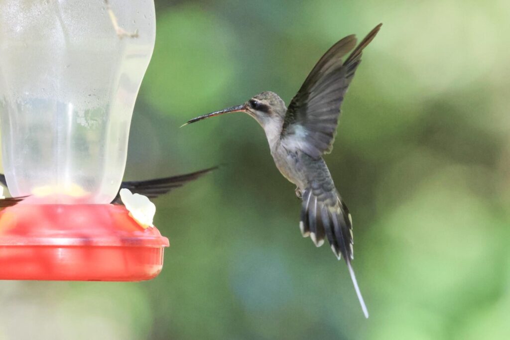 Straight-billed Hermit