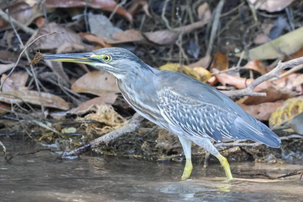 Striated Heron