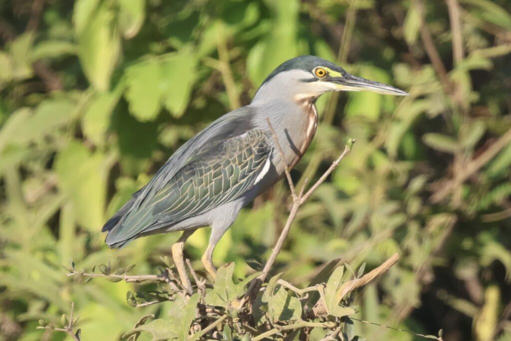 Striated Heron