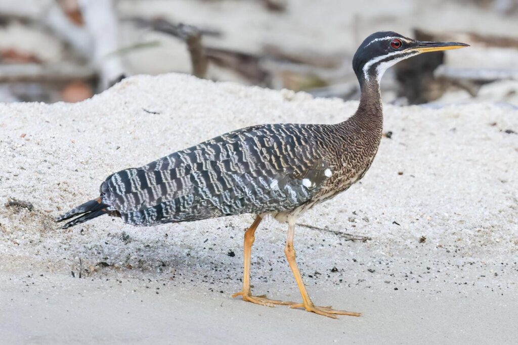 Sunbittern