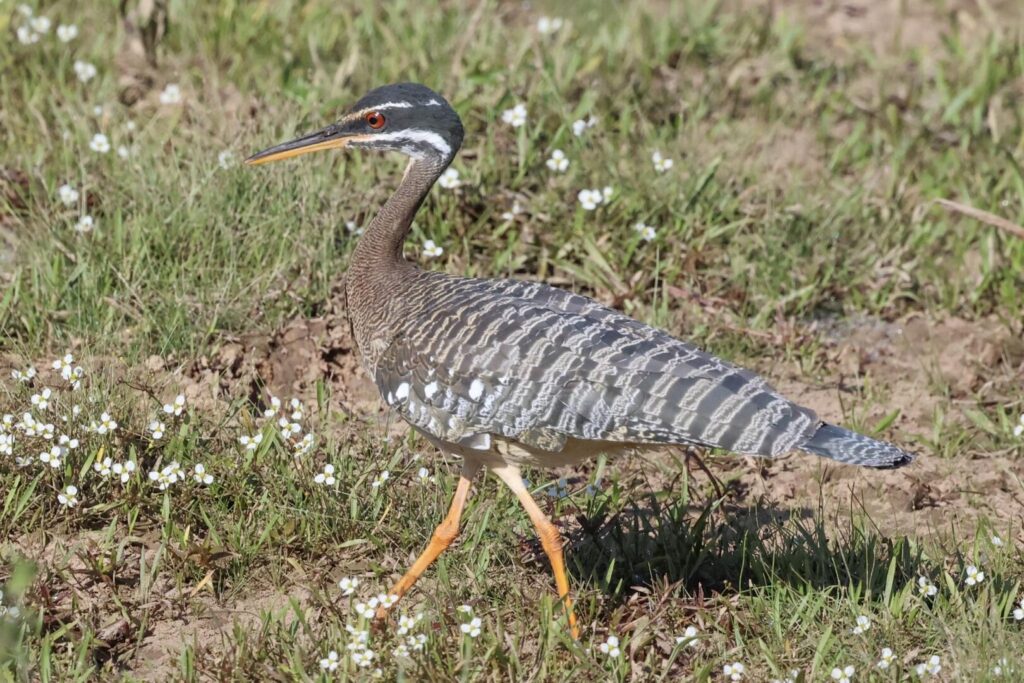 Sunbittern