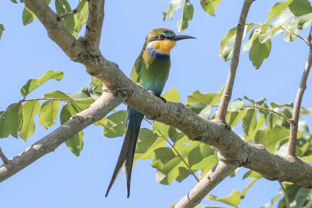 Swallow-tailed Bee-eater