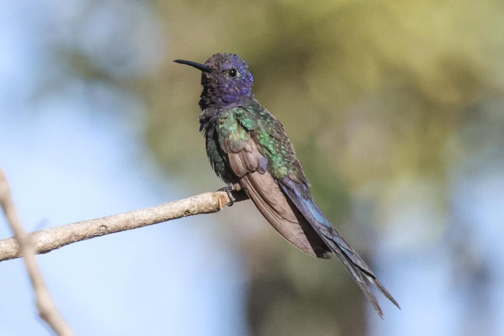 Swallow-tailed Hummingbird