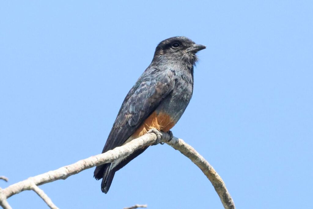Swallow-winged Puffbird