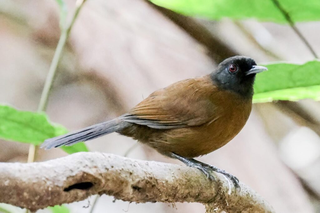 Tapajos Fire-eye