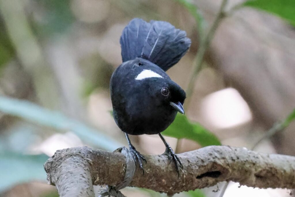 Tapajos Fire-eye