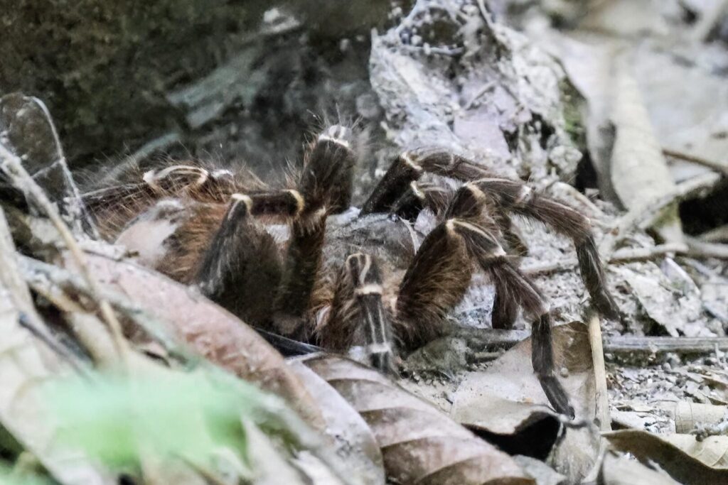 Tarantula sp