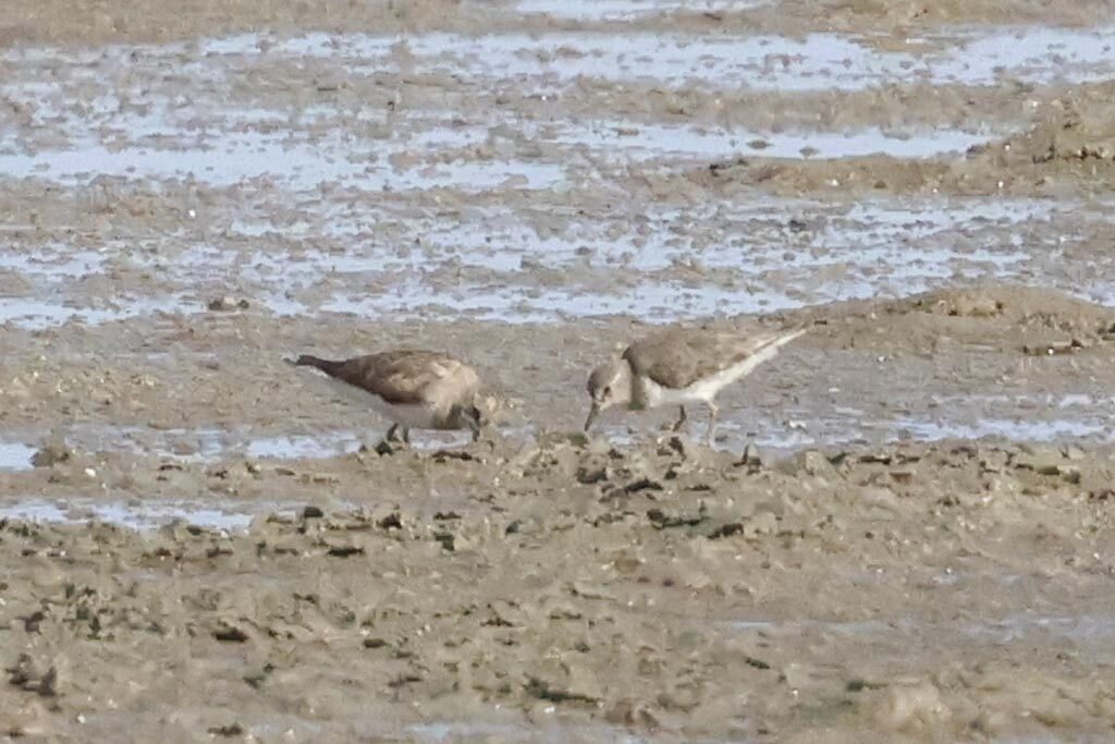 Temminck's Stints