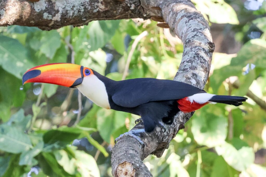 Toco Toucan