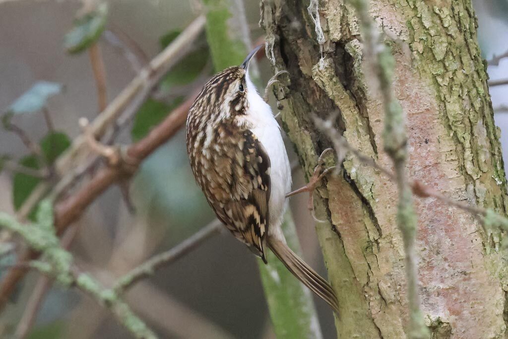 Treecreeper