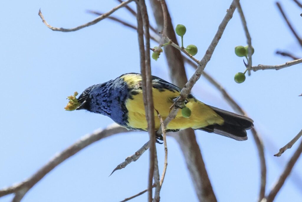Turquoise Tanager