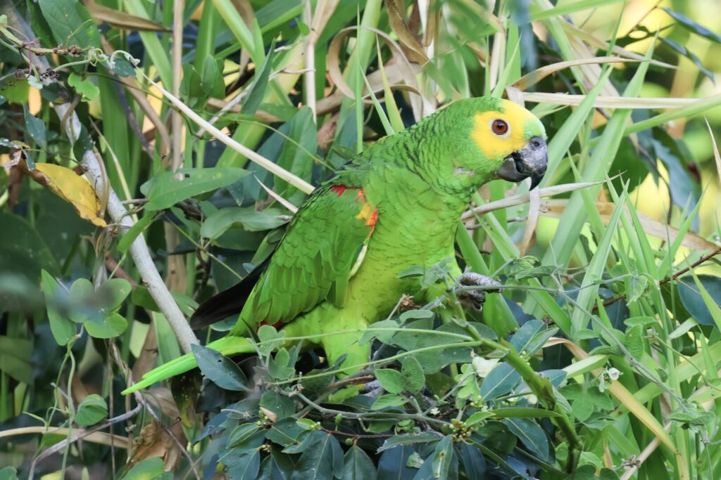 Turquoise-fronted Amazon