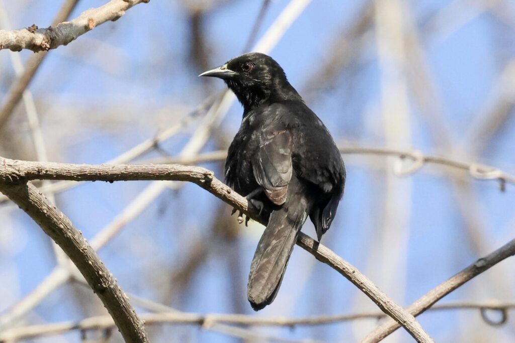 Variable Oriole