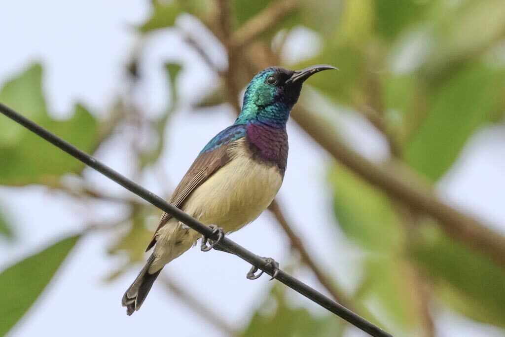 Variable Sunbird