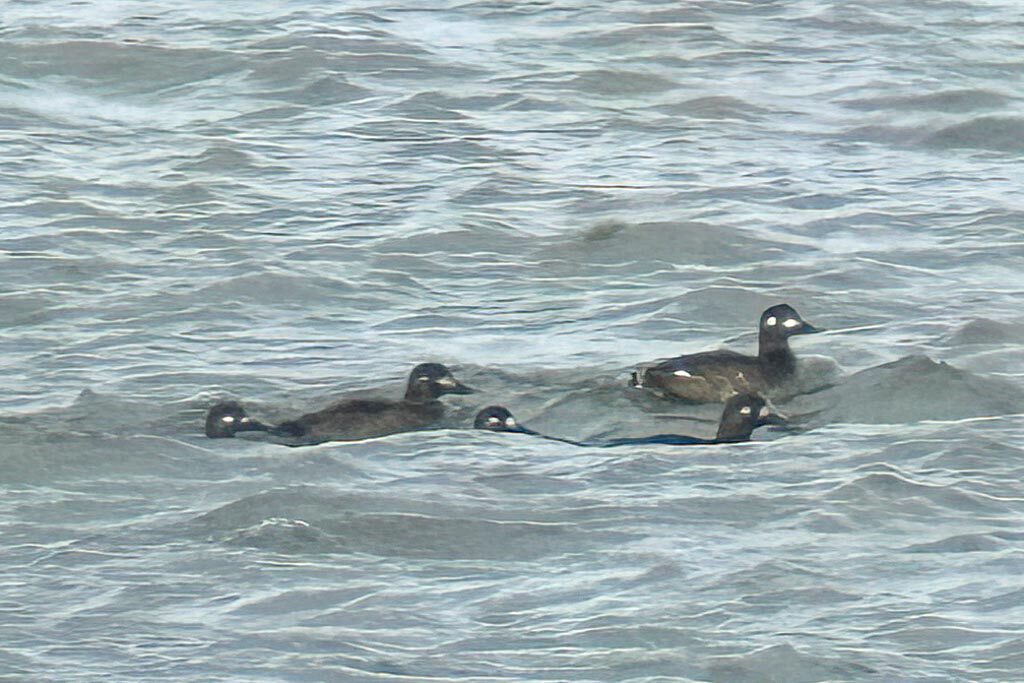 Velvet Scoter