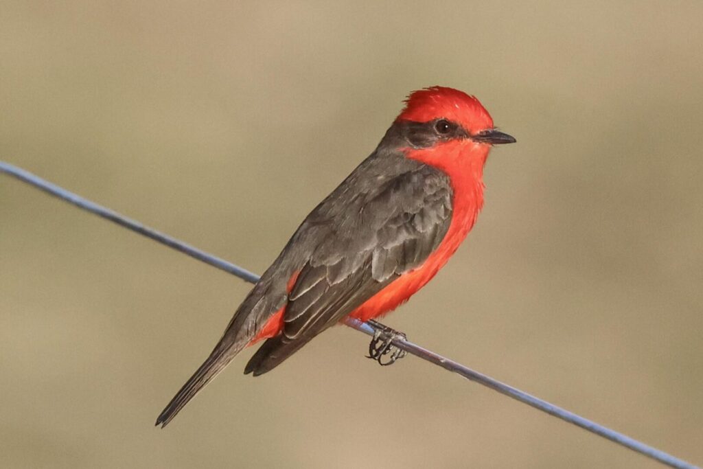 Vermillion Flycatcher
