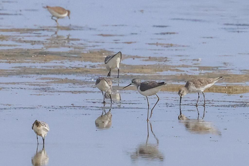 Waders