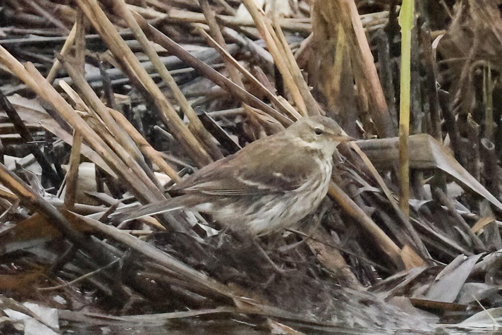 Water Pipit