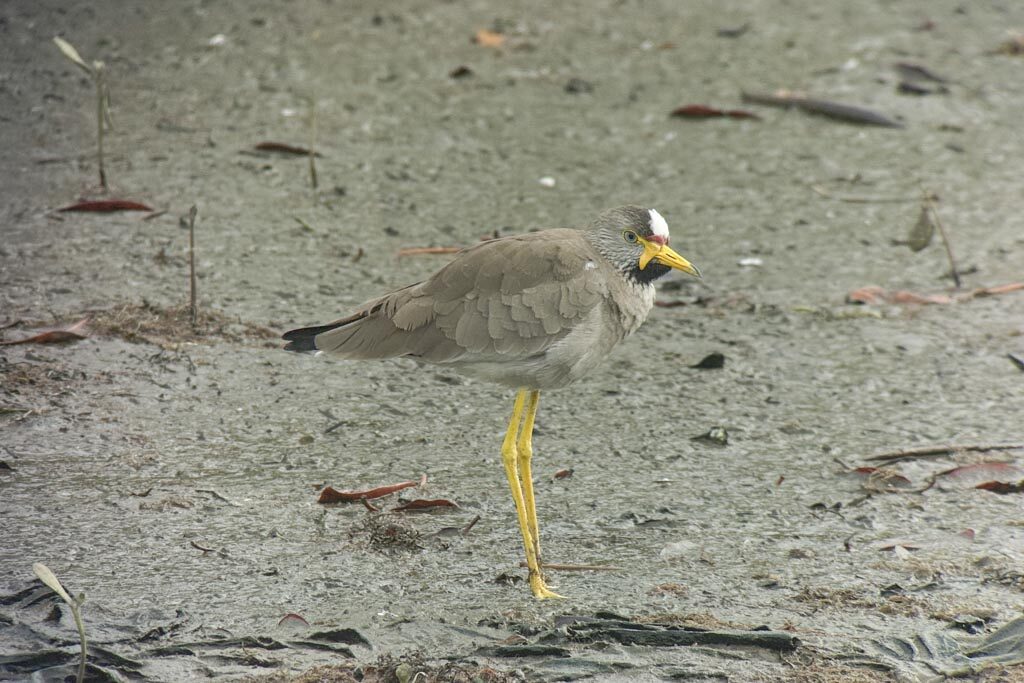 Wattled Lapwing