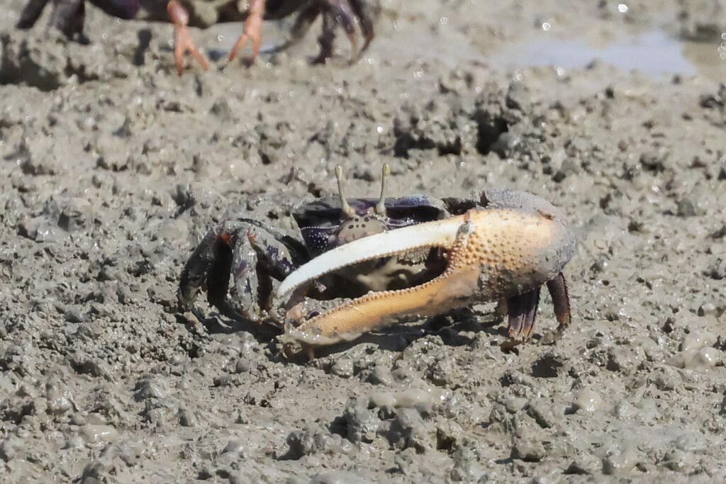 West African Fiddler Crab