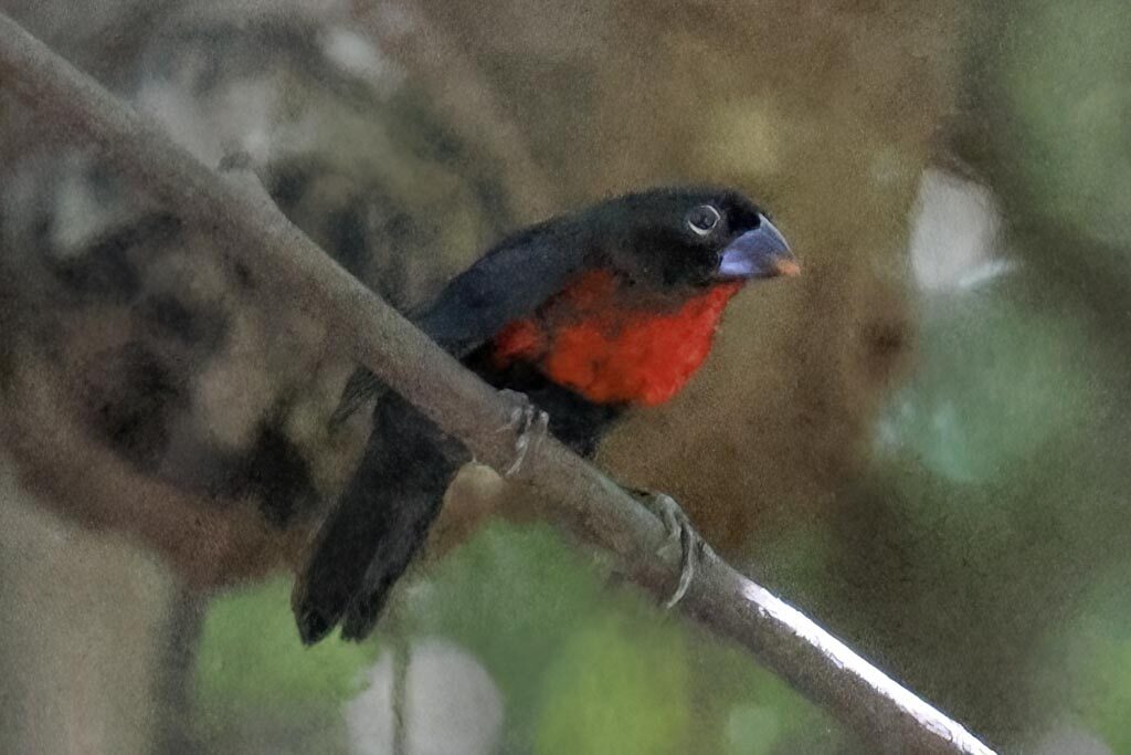 Western Bluebill