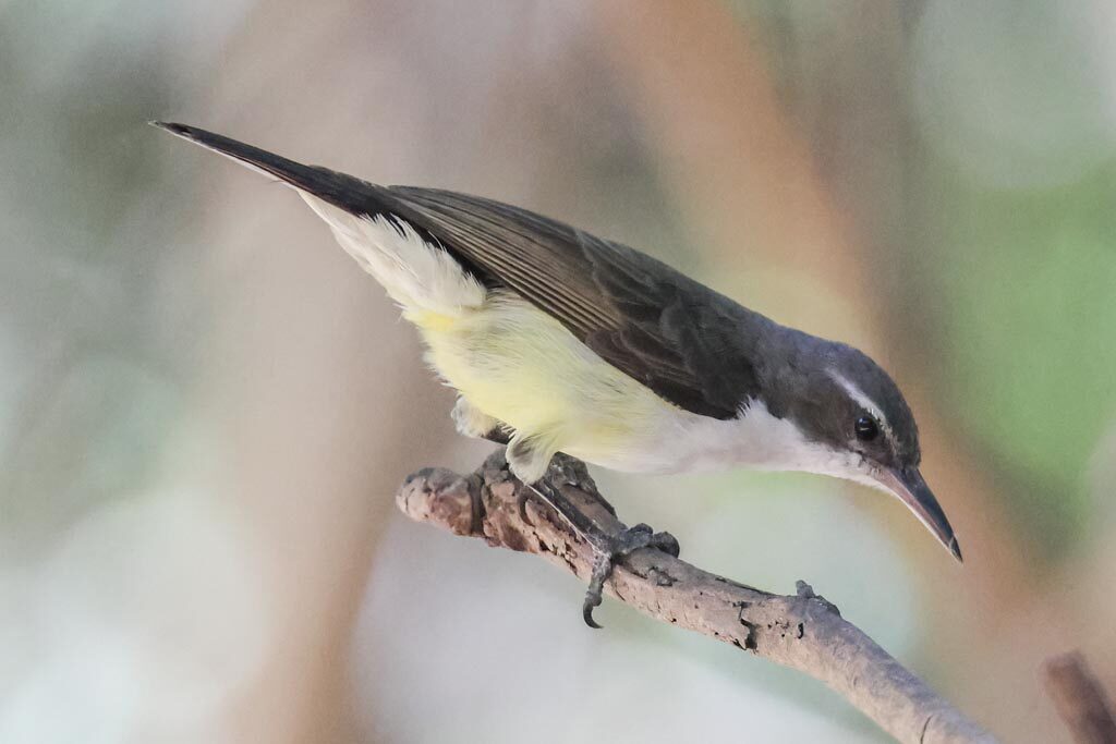 Western Violet-backed Sunbird 