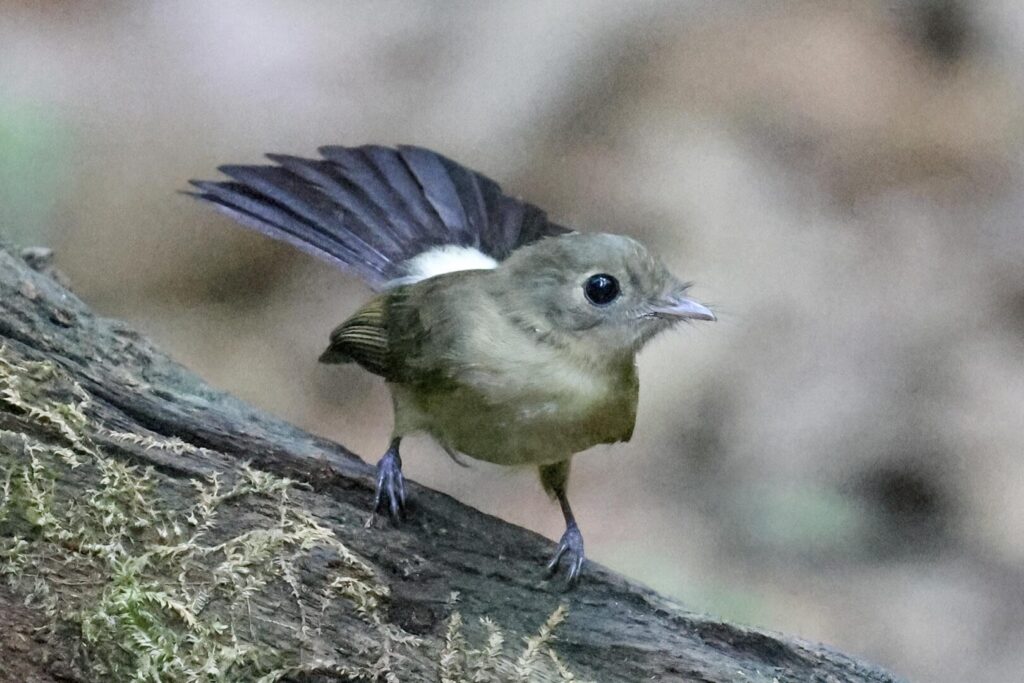 Whiskered Myiobius