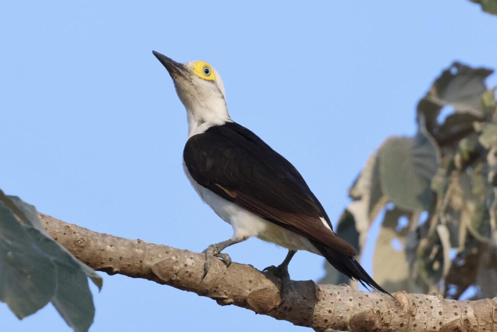 White Woodpecker