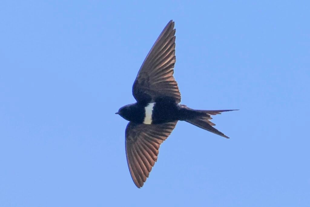 White-banded Swallow