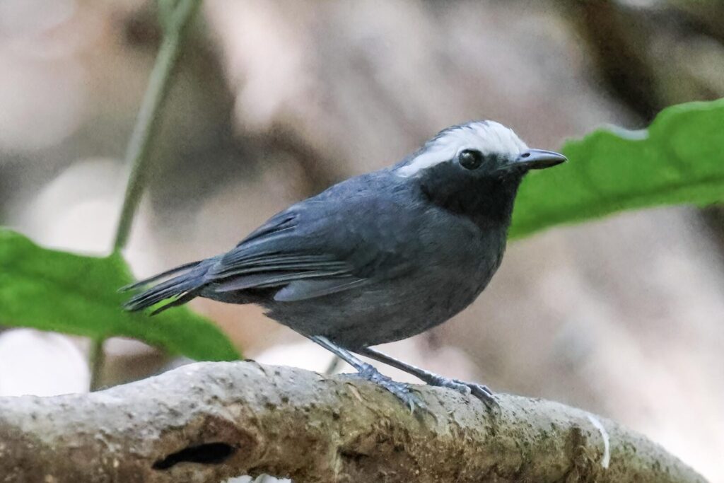 White-browed Antbird