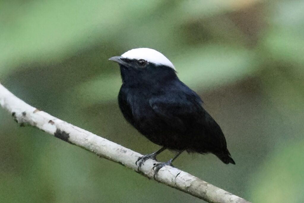White-crowned Manakin