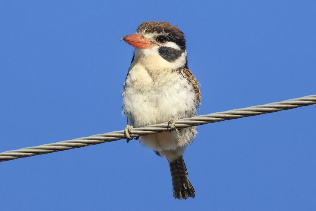 White-eared Puffbird