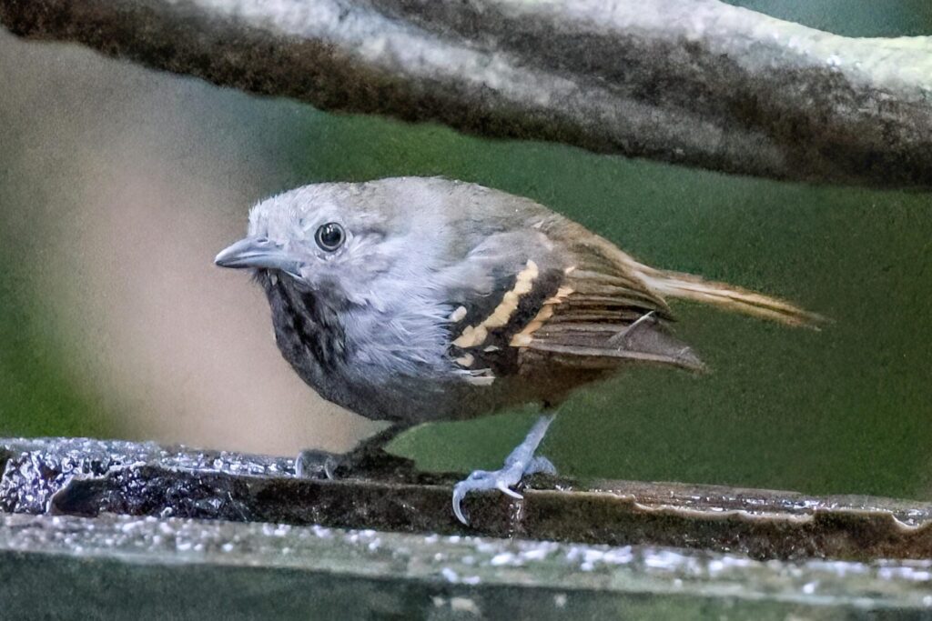 White-eyed Stipplethroat